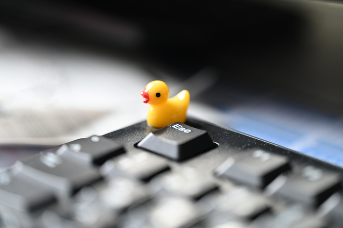 Ente auf Tastatur Ente auf Tastatur